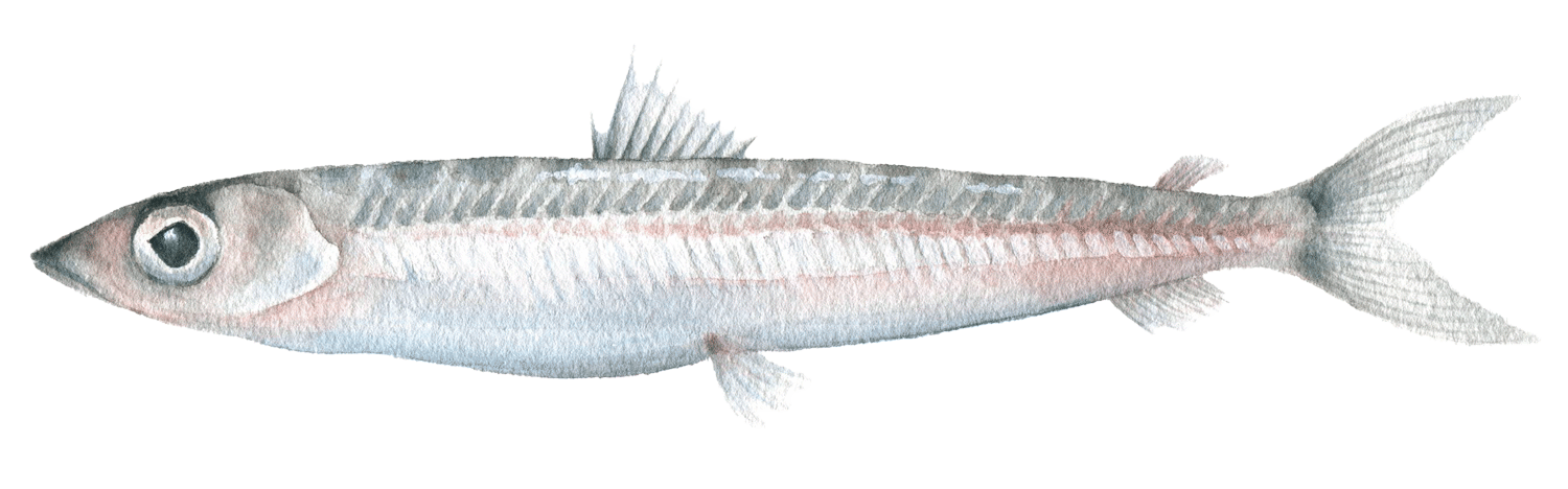 深海魚イラスト カゴシマニギス